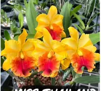 Rlc. Miss Thailand ‘Surija’