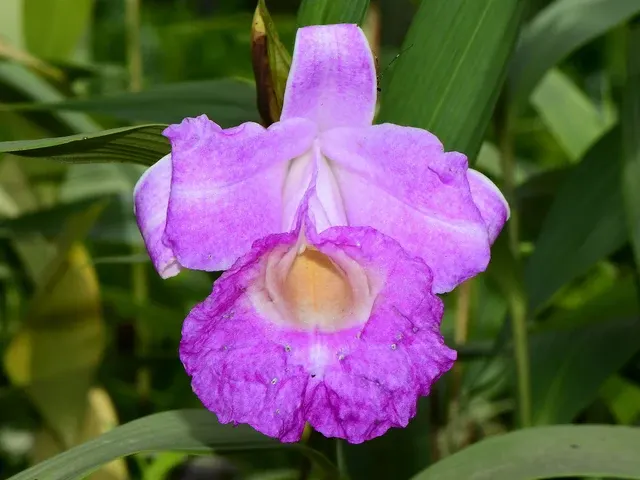 Sobralia Guatemala (Sobralia)