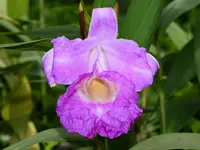 Sobralia Guatemala