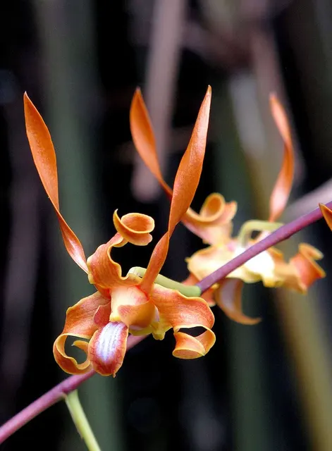 Dendrobium tangerinum x sib