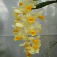 Dendrobium guibertii sp.