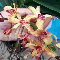 Rhyncostylis gigantea X Ren. philippinensis