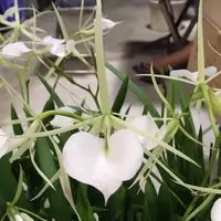 Brassavola Grand Stars (B. nodosa x B. Little Stars)