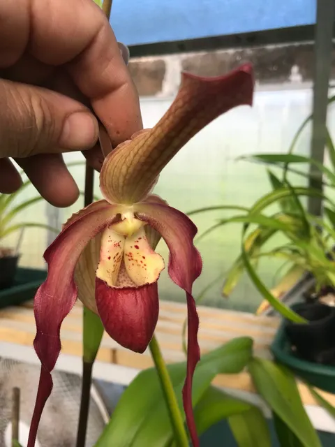 Phragmipedium Bouley Bay (Phragmipedium)