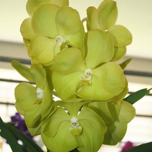 Vanda Jukkich Gold (Vanda)