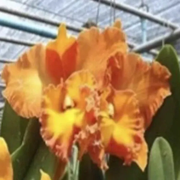 Rhyncholaeliocattleya Suwanabhum Delight