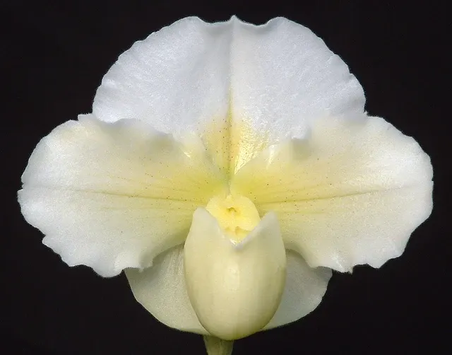 Paphiopedilum White Eclipse 'Virgin Moon' (Paphiopedilum)