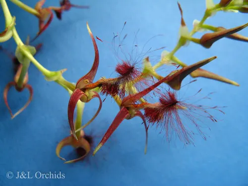 Bulbophyllum barbigerum (Bulbophyllum)