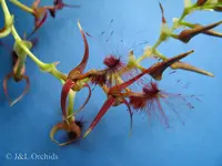 Bulbophyllum barbigerum