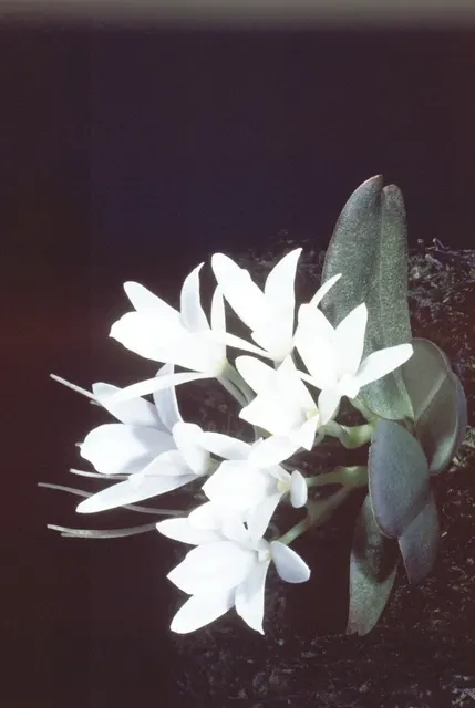 Aerangis fastuosa 'Big' (Aerangis)