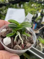 Neofinetia falcata ‘Odong’