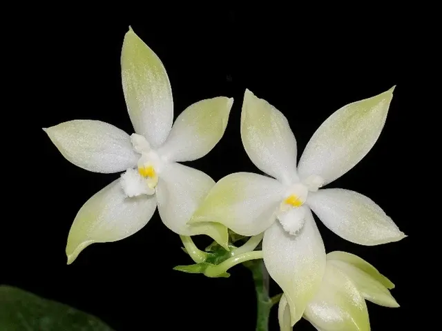 Phalaenopsis tetraspis 'Green' (Phalaenopsis)