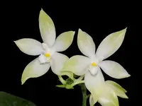 WP2631 Phalaenopsis tetraspis 'Green' x self