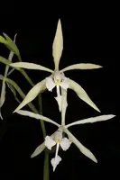 Epidendrum viviparum