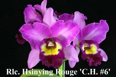 Rhyncholaeliocattleya Hsinying Rouge 'C.H. #6' (Rhyncholaeliocattleya)