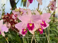 Laelia anceps (‘Fort Caroline’ x 'Delicate Beauty’)