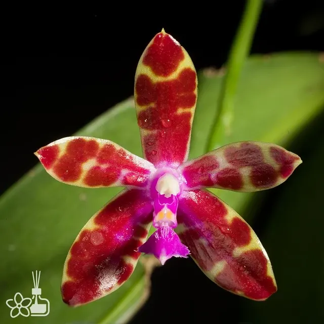 Phalaenopsis bastianii × sib (Phalaenopsis)