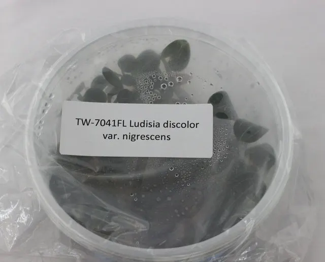 Ludisia discolor var. nigrescens (Ludisia)