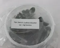 FLASK JEWEL ORCHID Ludisia discolor var. nigrescens