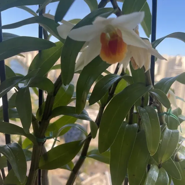 Dendrobium Frosty Dawn
