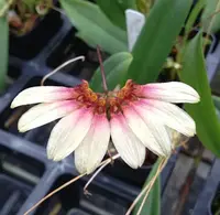 Bulbophyllum Daisy Chain