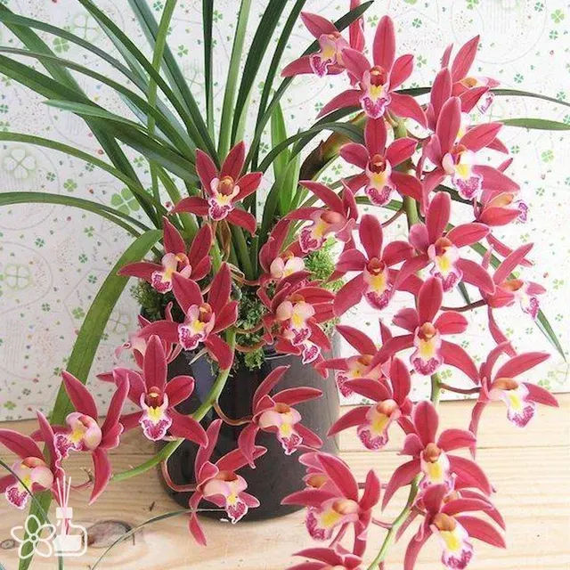 Cymbidium XL Mystique 'Yi-Ying Princess'