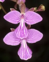 Tetramicra elegans