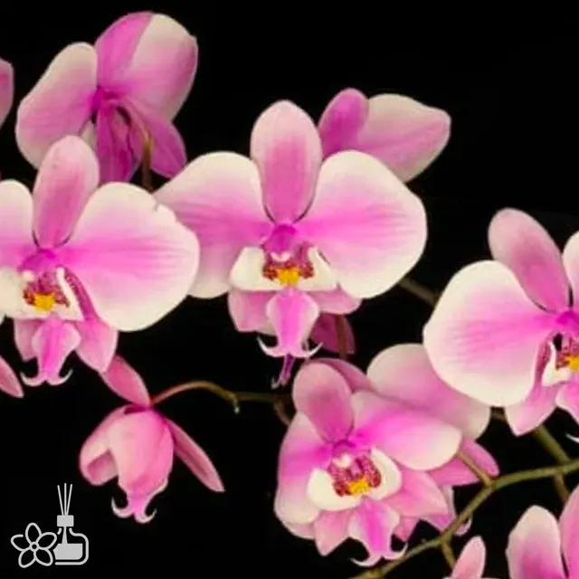 Phalaenopsis schilleriana wilson#2 x Yns #1
