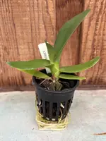 Angraecum comorense Seedlings