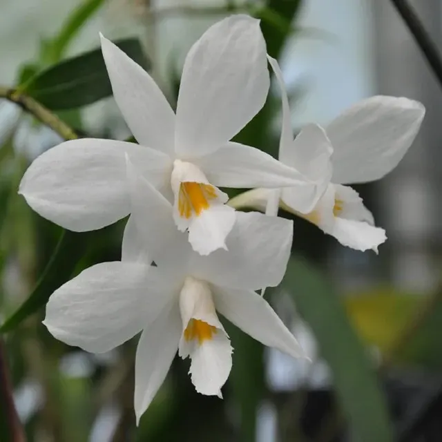 Dendrobium wattii sp (Dendrobium)