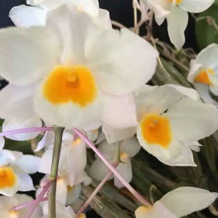 Dendrobium Sunny Egg (Dendrobium)