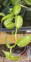 Vanilla Spice Variegated Orchid Live Plant Rooted Cutting 8" Long - Vanilla planifolia
