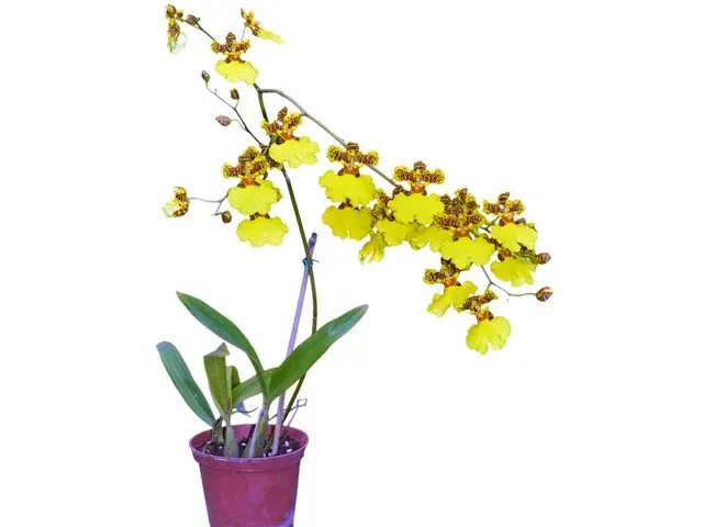 Oncidesa Sweet Sugar 'Golden Shower'