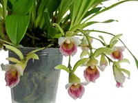 Chondrorhyncha hirtzii