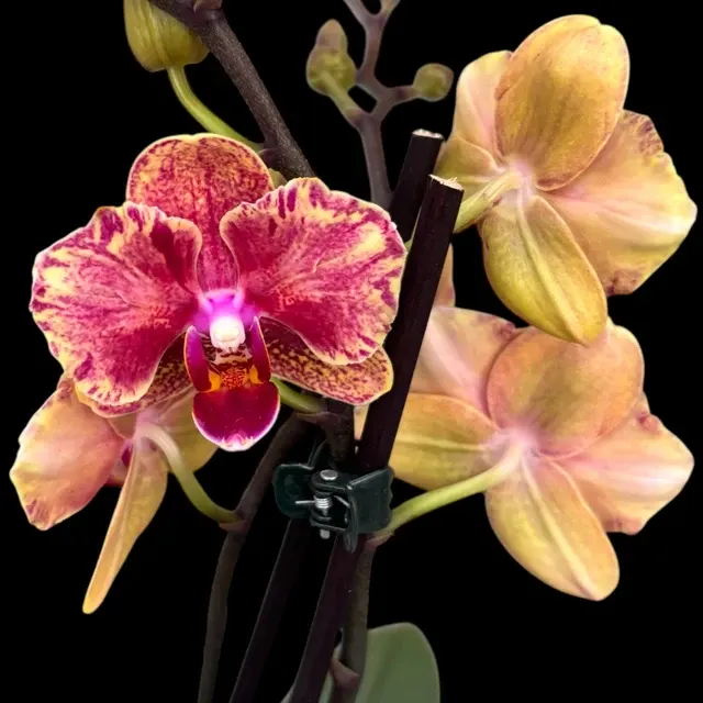Phalaenopsis Lioulin Phoenix