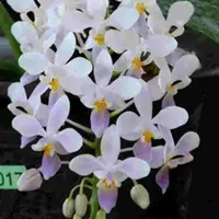Phalaenopsis equestris fma. coerulea sp.