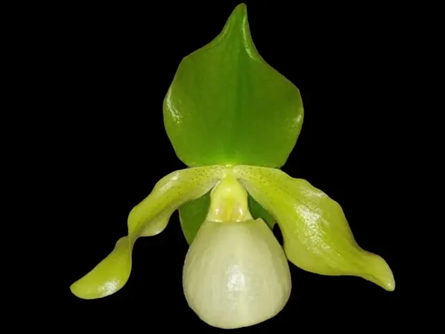 Paphiopedilum ENVY GREEN (Paphiopedilum)