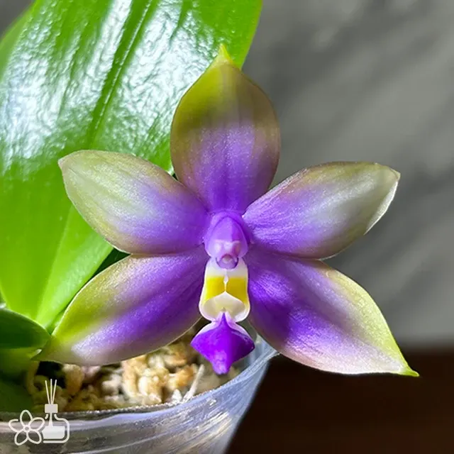Phalaenopsis Miki Magic 'Jewelry'