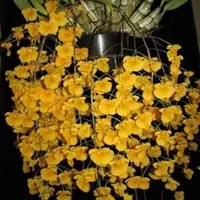 Dendrobium lindleyi sp.