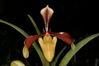 Paphiopedilum villosum