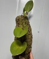 Bulbophyllum beccarii