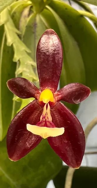 Phalaenopsis Cornu-Servi Chattaladea (Phalaenopsis)