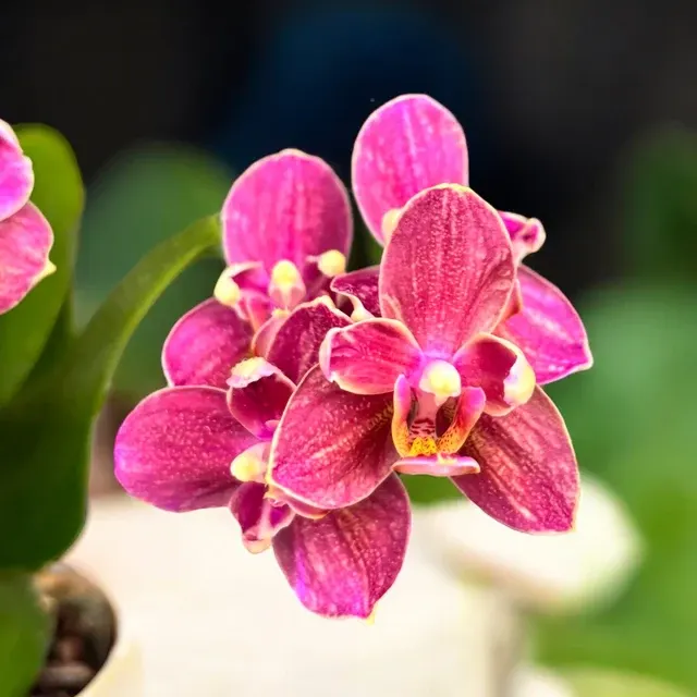 Phalaenopsis Sol Y Fuego Peloric - Unicat