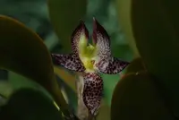 Bulbophyllum macranthum — Jungpflanzen