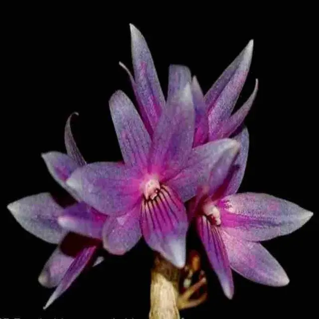 Dendrobium cerula fma blue sp (Dendrobium)