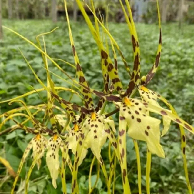Brassia ETERNAL WIND (Brassia)