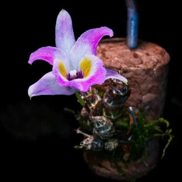 Dendrobium wangliangii (Dendrobium)