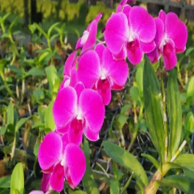 Dendrobium Burana purple (Dendrobium)