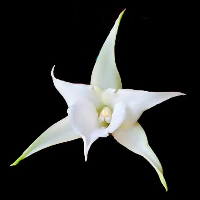 Angraecum Lemforde White Beauty AM/AOS