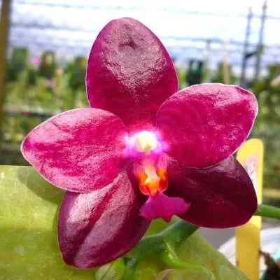 Phalaenopsis Zheng Min Jacaranda (Phalaenopsis)